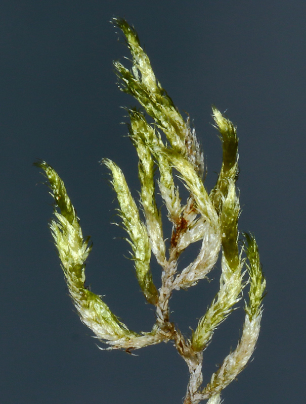 Brachythecium campestre